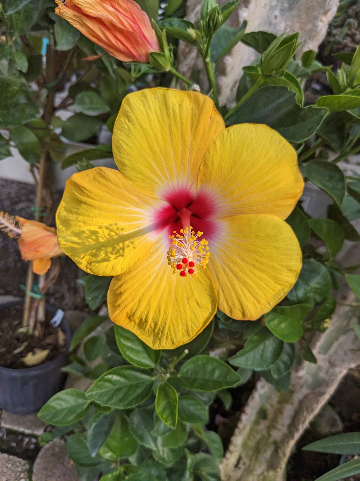 Yellow hibiscus with red center at Ott's Exotic Plants in Schwenksville, PA 