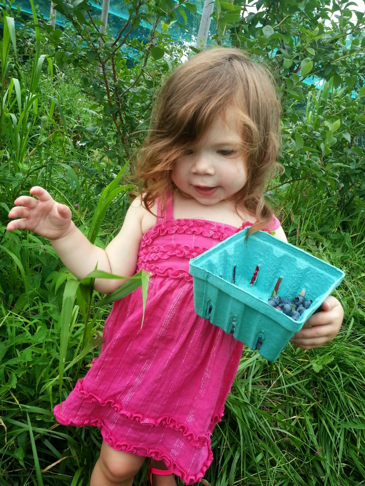 2-year-old picking blueberries