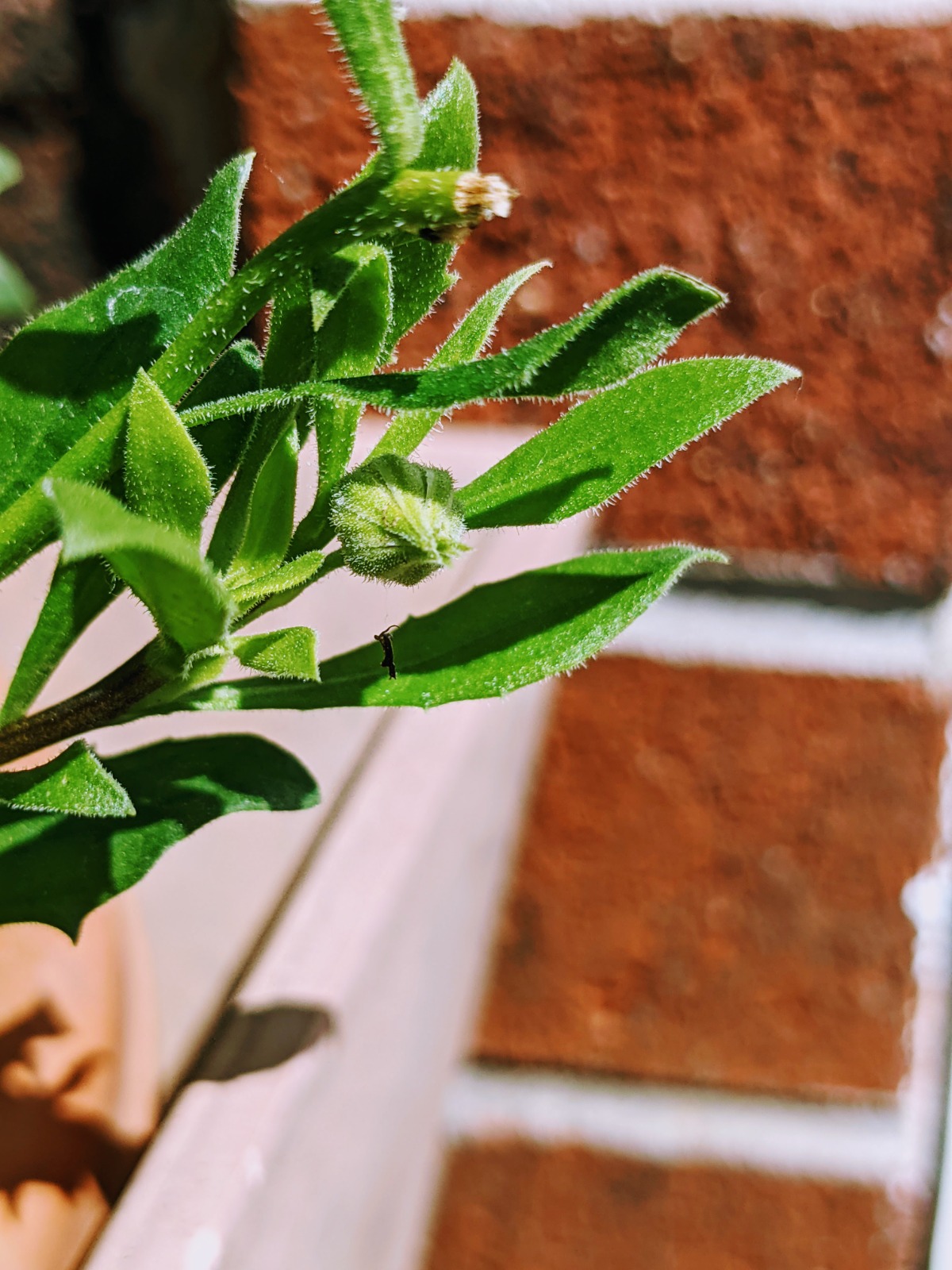 African Daisy about to bloom