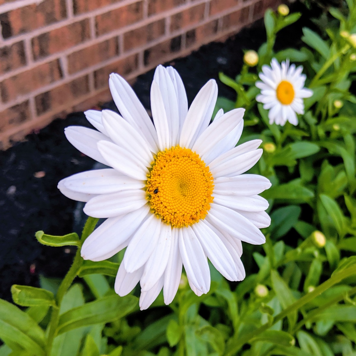 Are Daisies Perennials or Annuals - Here's a lovely perennial daisy bloom!