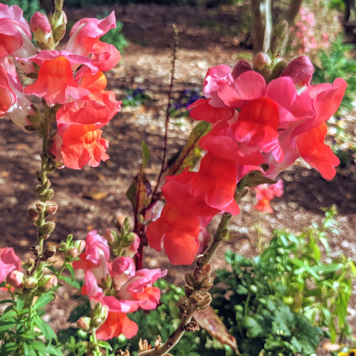 Hot pink and orange snapdragons at Airlie Gardens