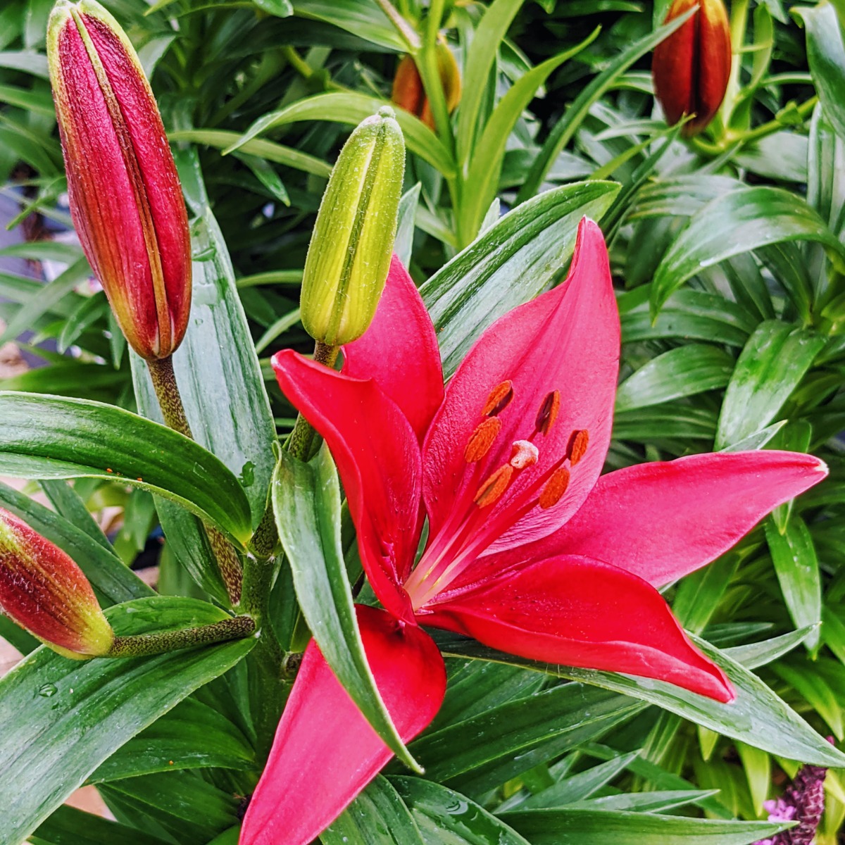 Red Asiatic Lilies - Are Lilies Perennials or Annuals