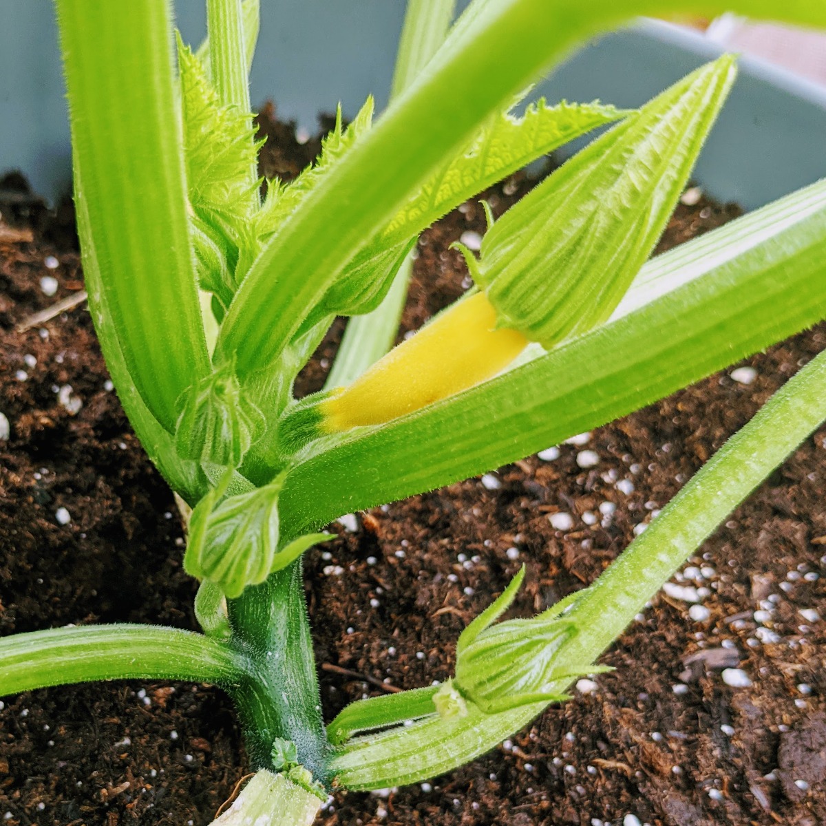 Golden Zucchini Closeup