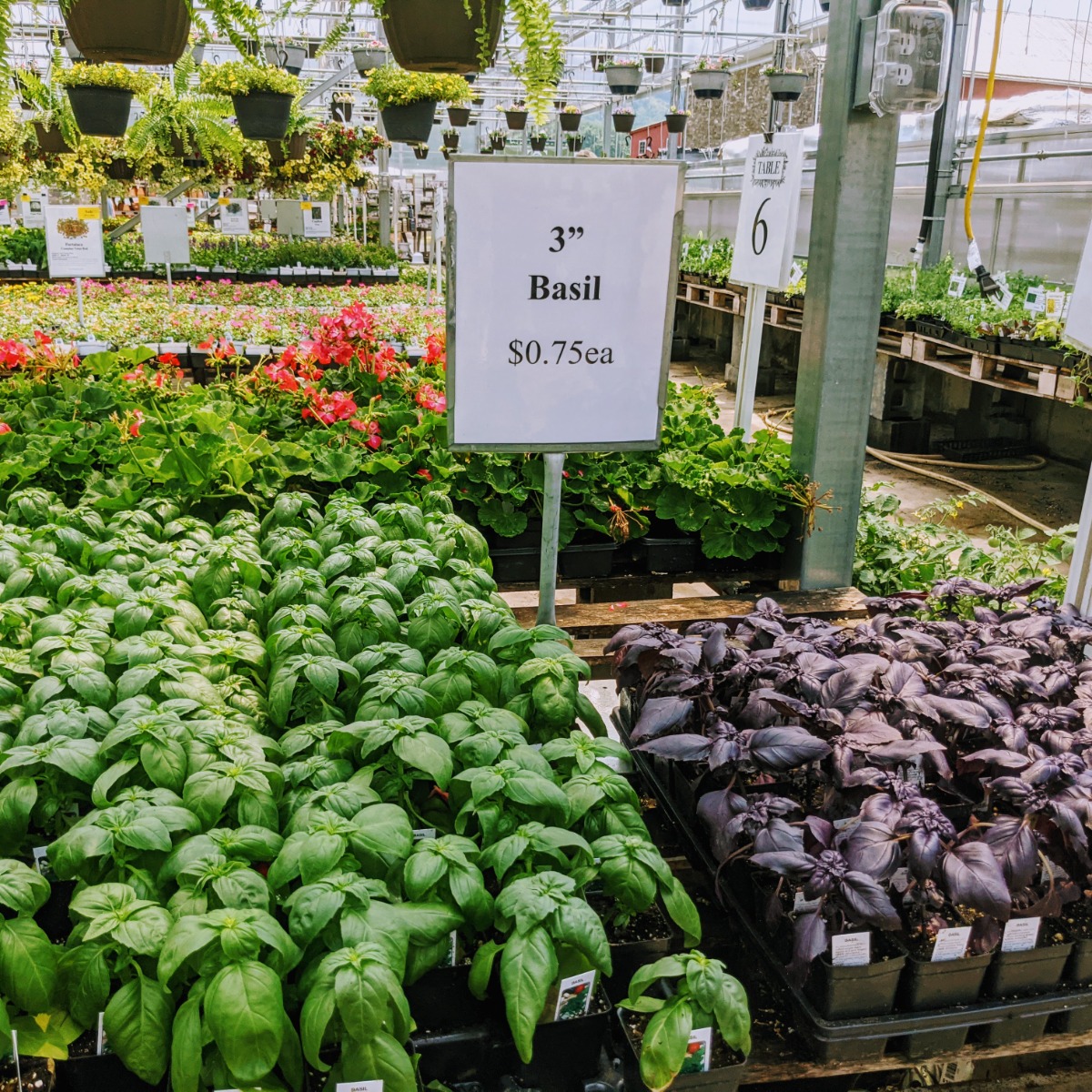 Basil Starter Plants at Glick's Greenhouse
