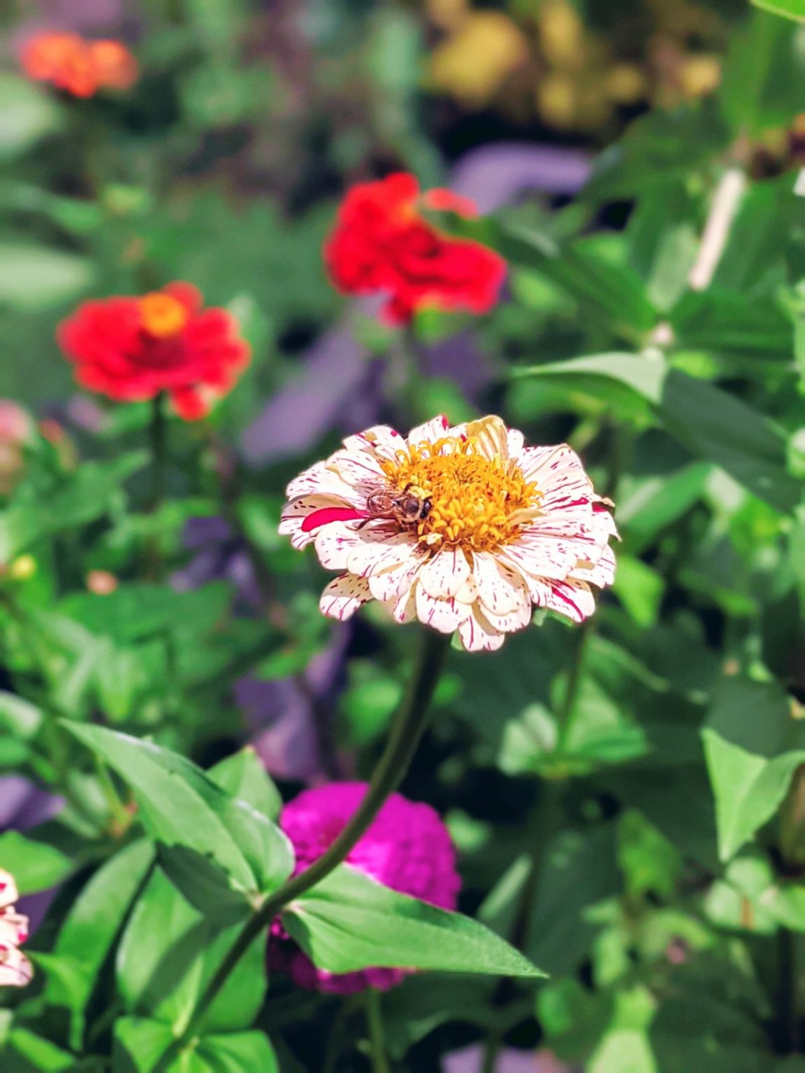 Candy Cane Zinnia Striped Zinnias in Many Colors Bunny's Garden
