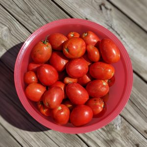 What to Do with Tomatoes after Harvest + Prep & Storing