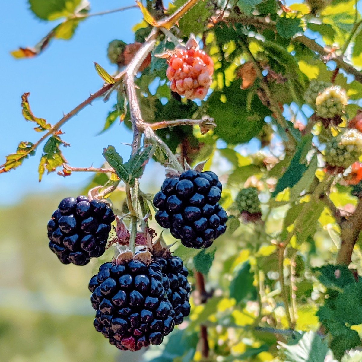 Blackberries on a berry bush - finding companion plants for blackberry bushes can help the crop.