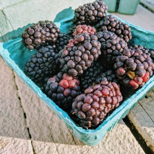 Blackberry Companion Plants: Planting Near Blackberries