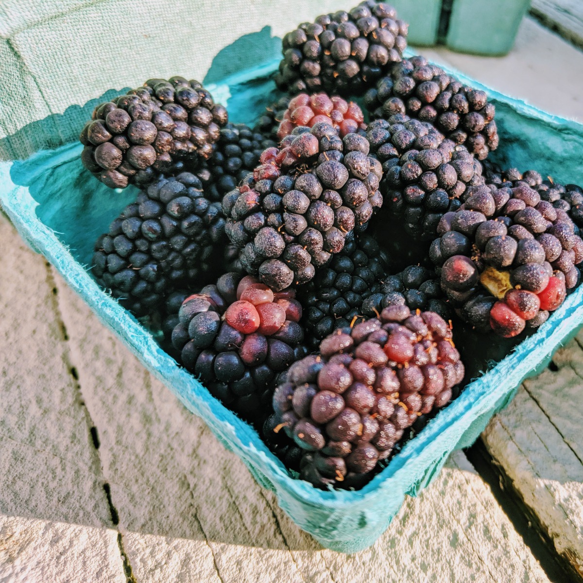 Blackberries in a carton, freshly picked. Blackberry Companion Planting Ideas