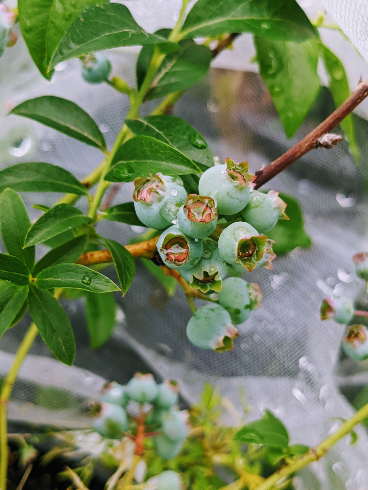 Cluster of Blue Crop Blueberries waiting to ripen