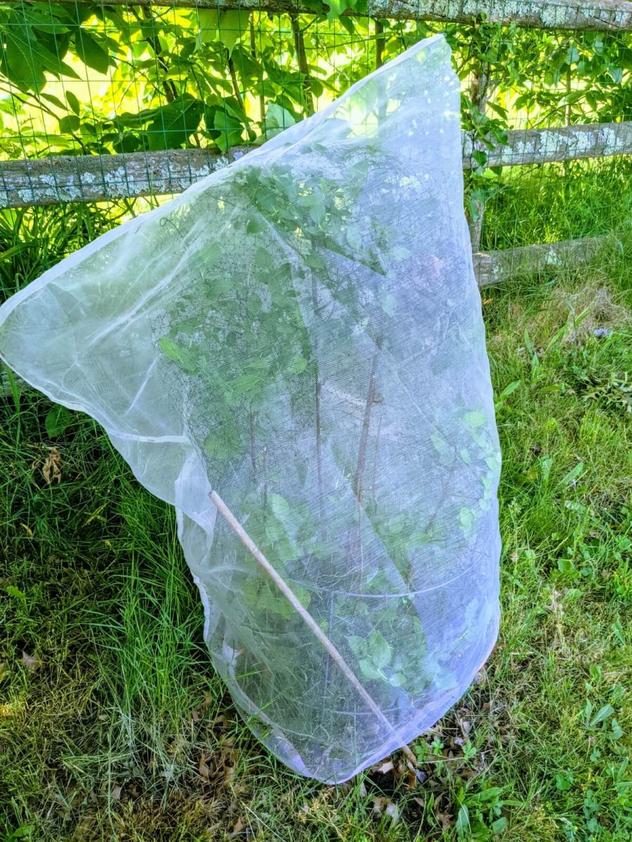Blueberry Netting My Favorite Blueberry Bush Covers Bunny's Garden