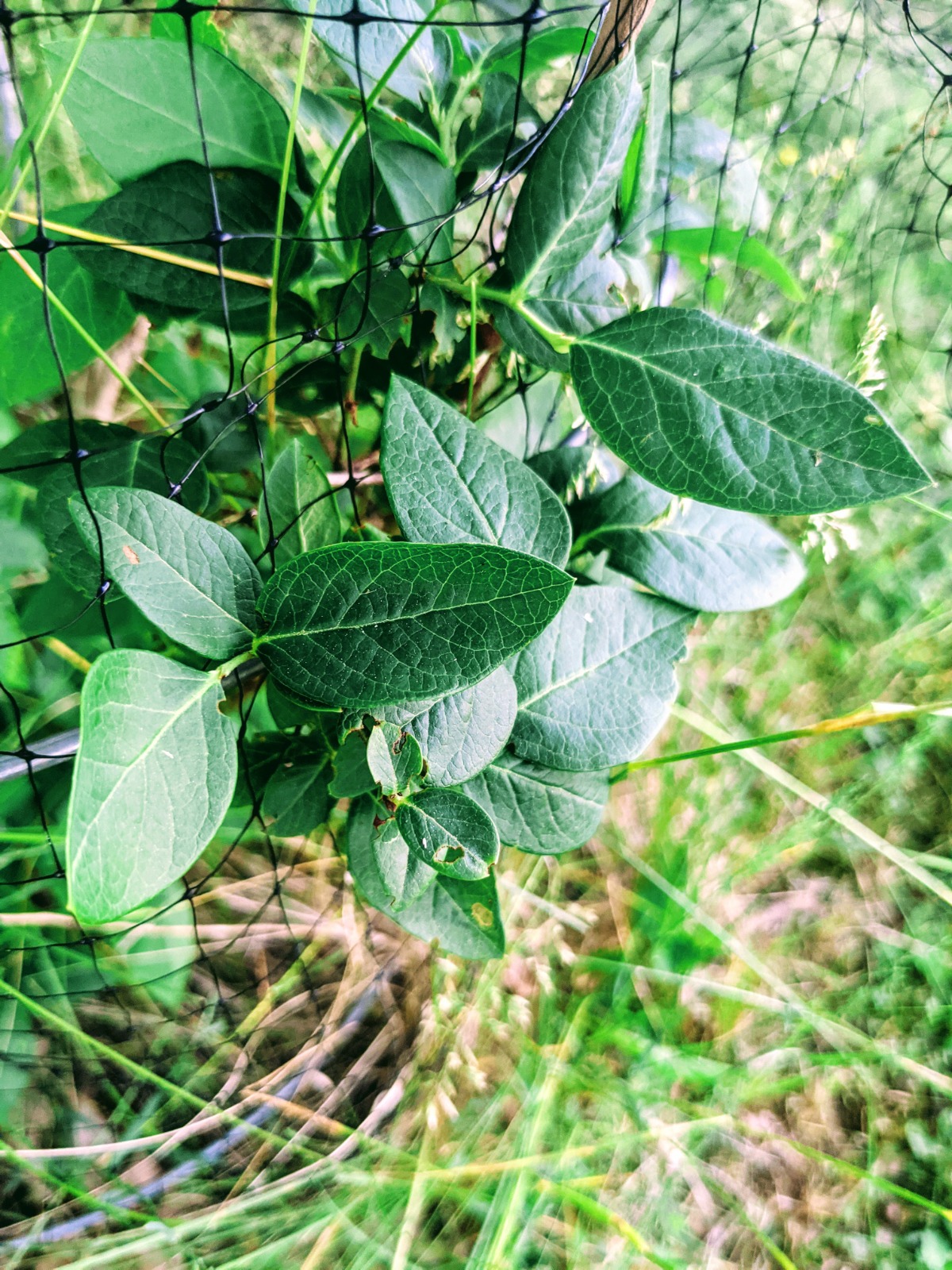 Blueberry Plant Growing Through Bird Netting