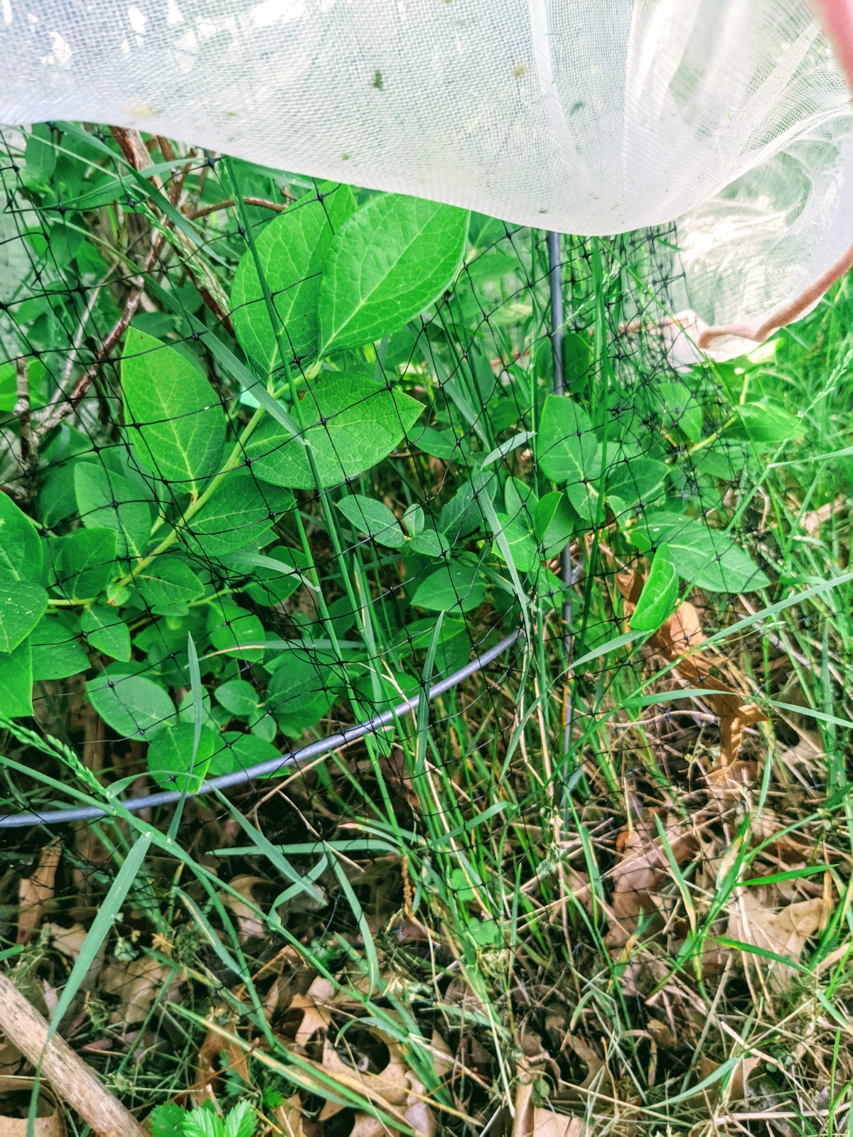 Drawstring blueberry plant covers in our backyard