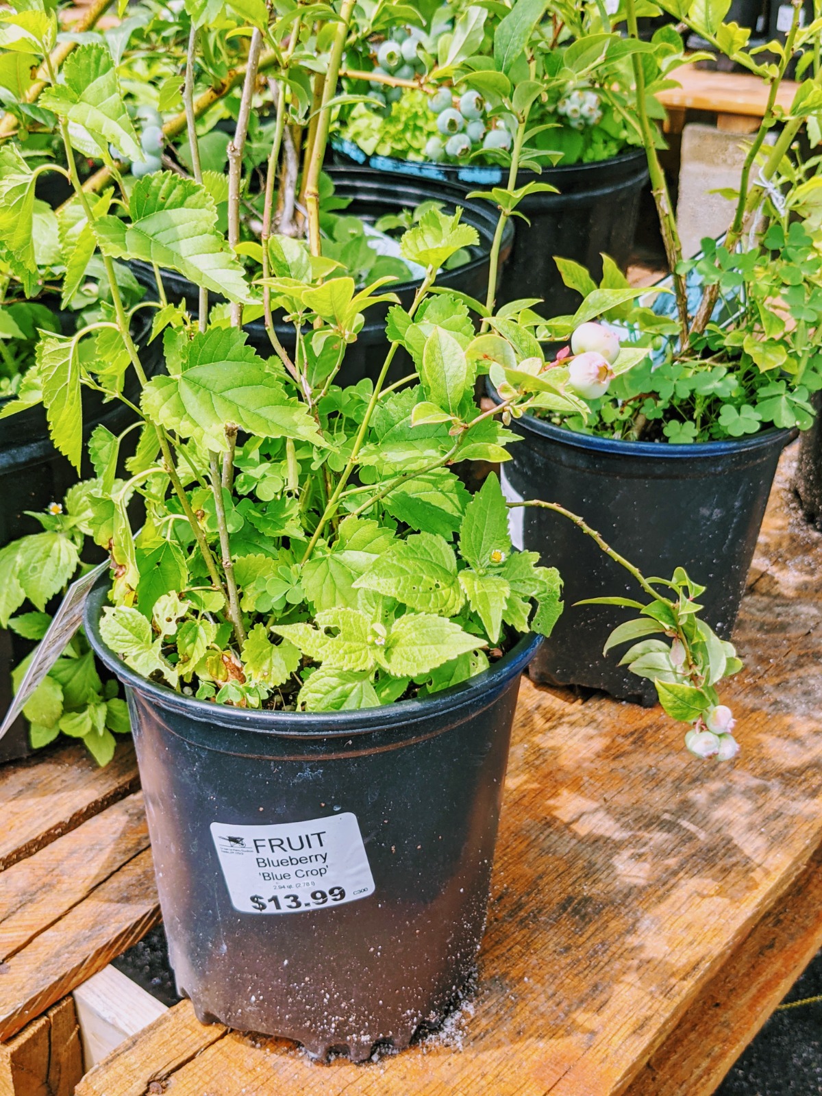 Here are some bluecrop blueberries for sale at Ken's Gardens on June 13, 2022.