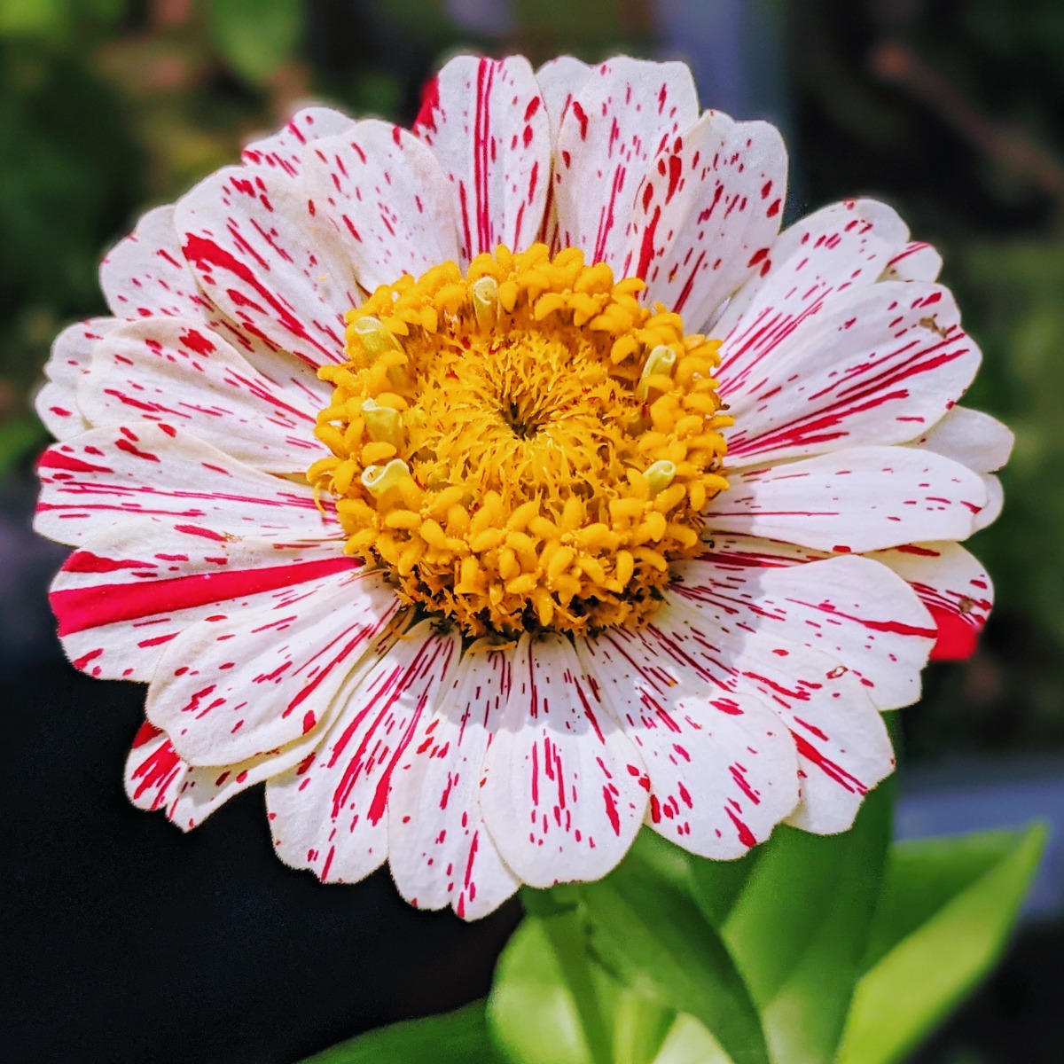 White and Red Candy Cane Zinnia Blooming in our 2021 Garden
