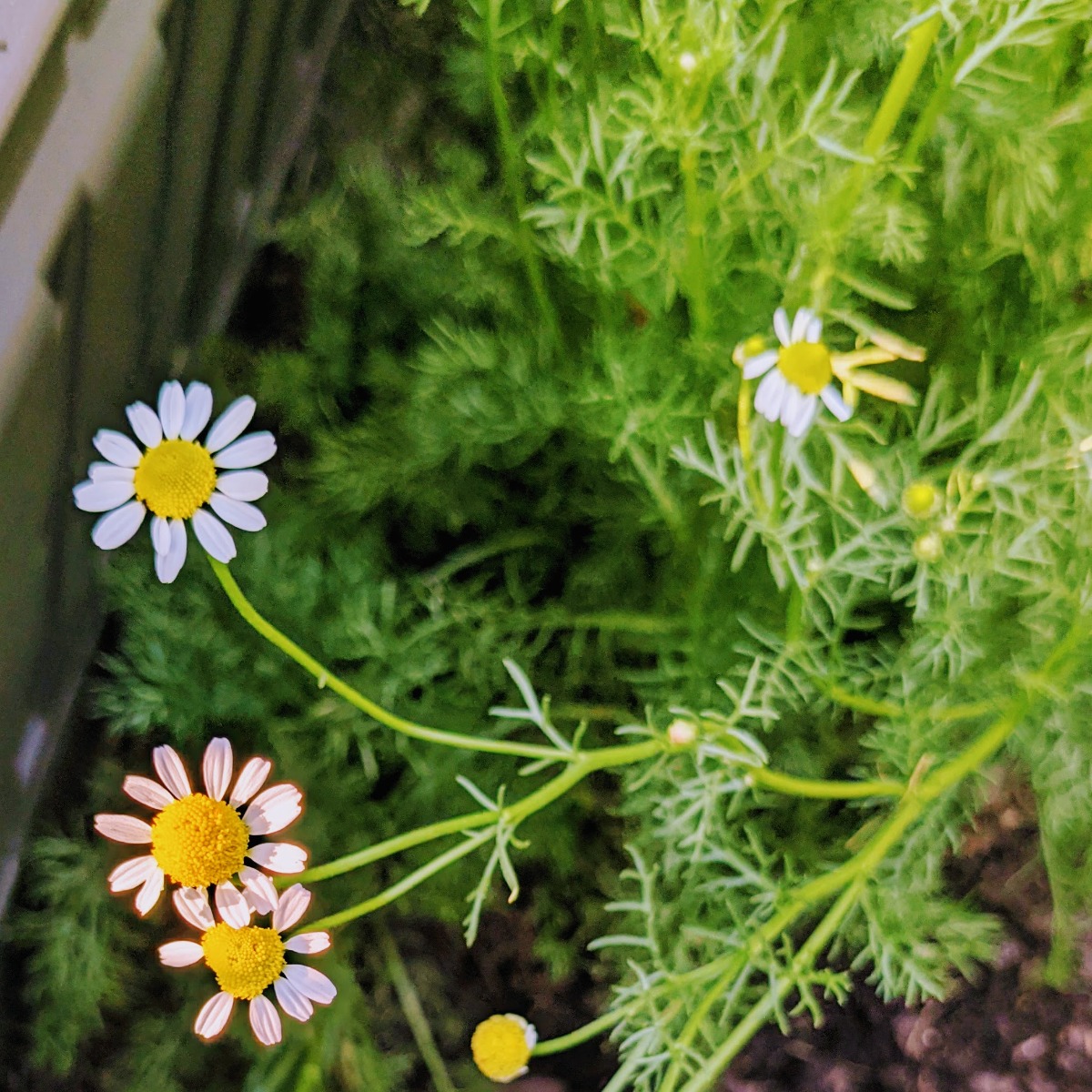 Chamomile Plants Blooming