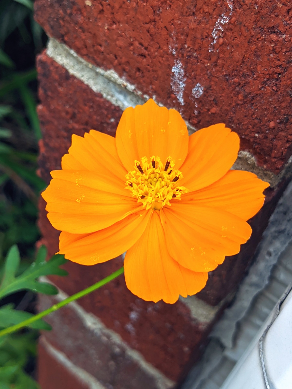 Cosmic Orange Cosmos Flower near a brick wall