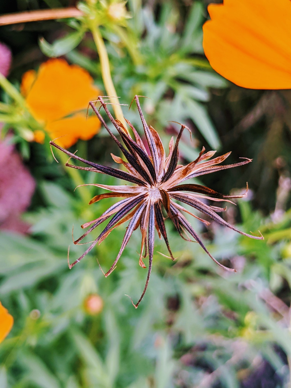 Orange Cosmos Flower Seeds create a burst style seed pod that resembles a firework