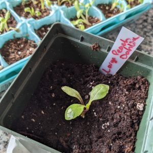 DIY Plant Tags for Seedlings: Free Gallon Jug Garden Tags