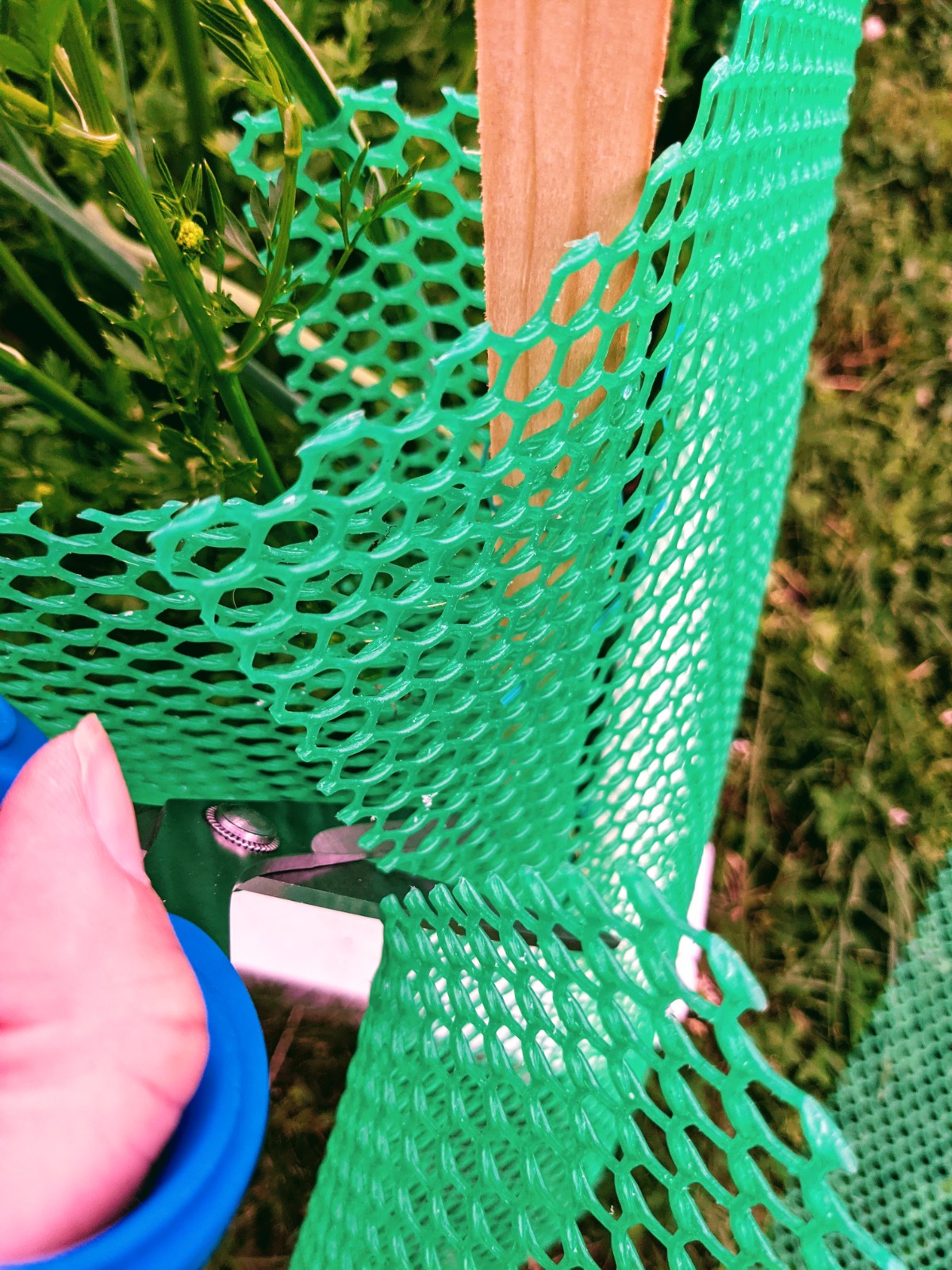 Cutting green plastic garden fencing with scissors