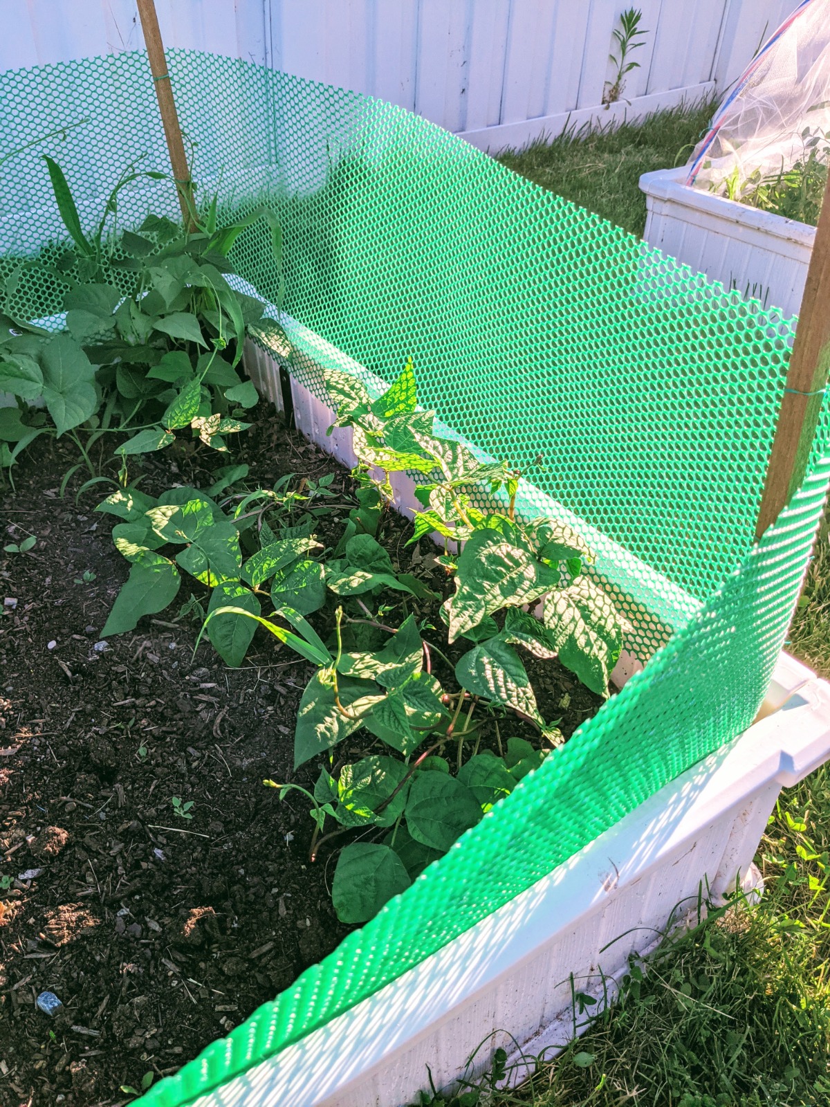 DIY Garden Fencing for Raised Beds using wood stakes