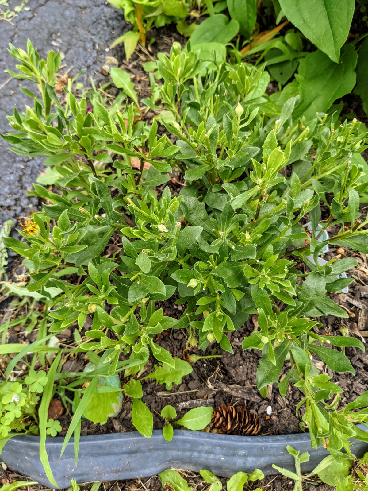 Deadheaded Osteospermum flowers planted in the garden