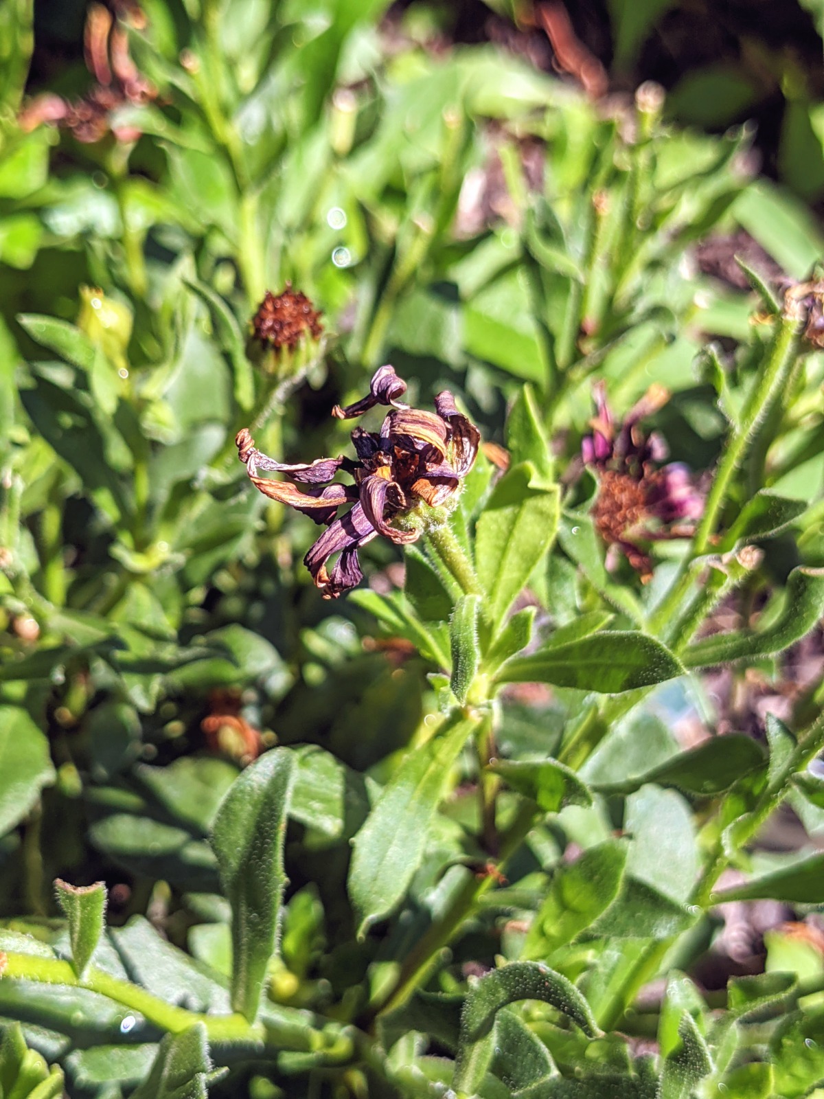 African Daisy spent flowers - Deadheading Osteospermum for continued blooms