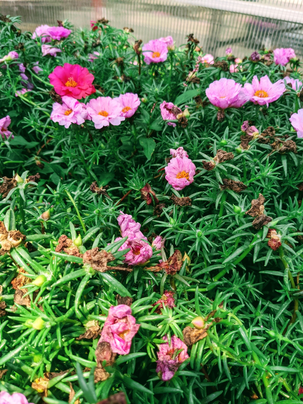 Deadheading moss rose removes dried, brown spent blooms for a prettier plant!