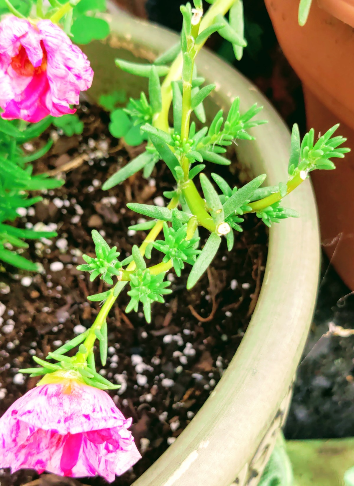 New growth on deadheaded Portulaca Moss Rose plants