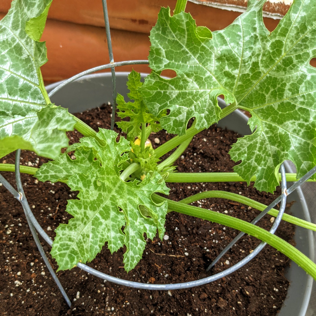 Do Zucchini Need a Trellis? Growing Zucchini Vertically Bunny's Garden