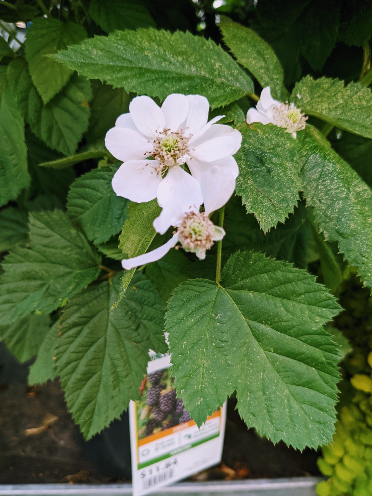 Flowering blackberry plant with large white blossom