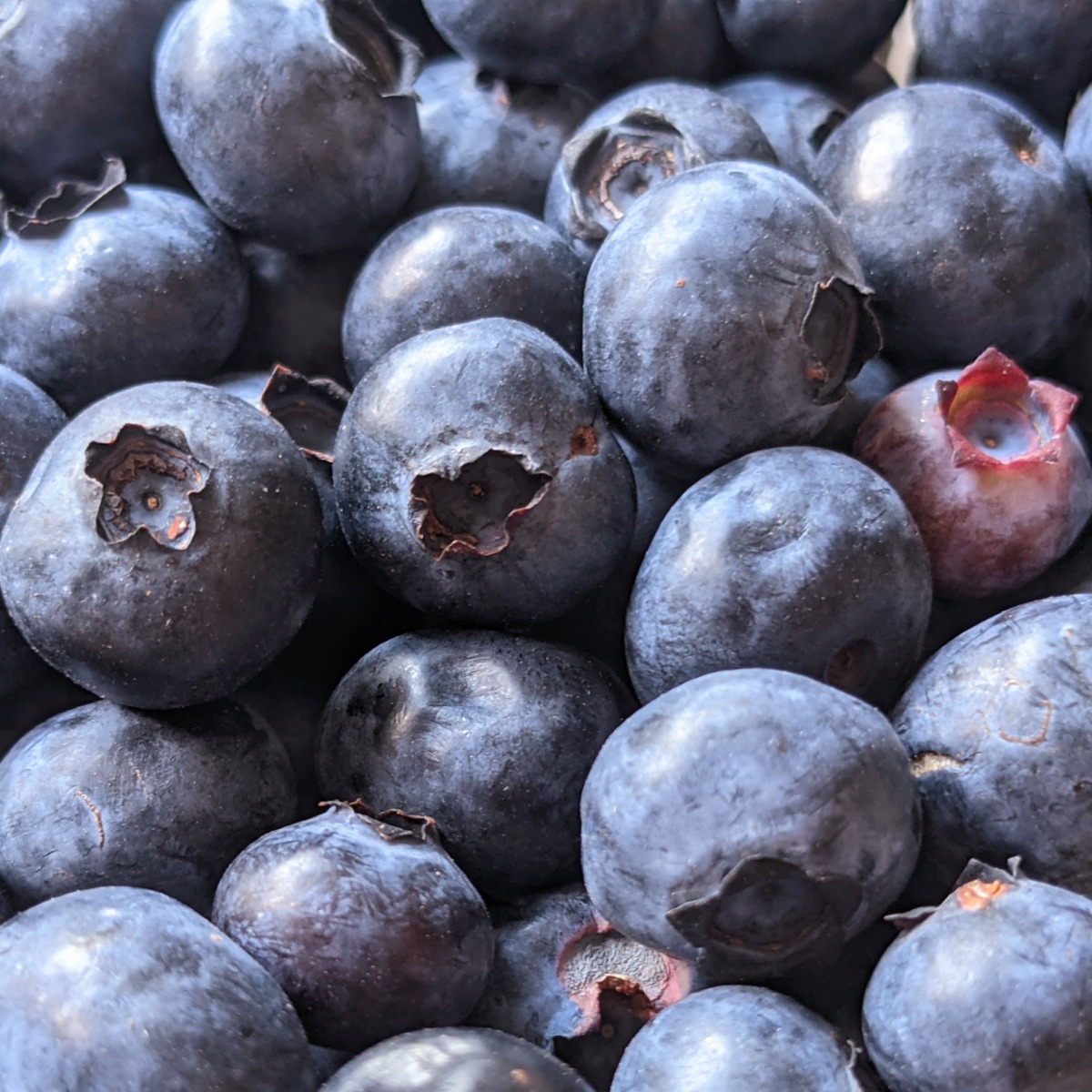 Fresh blueberries in the full frame