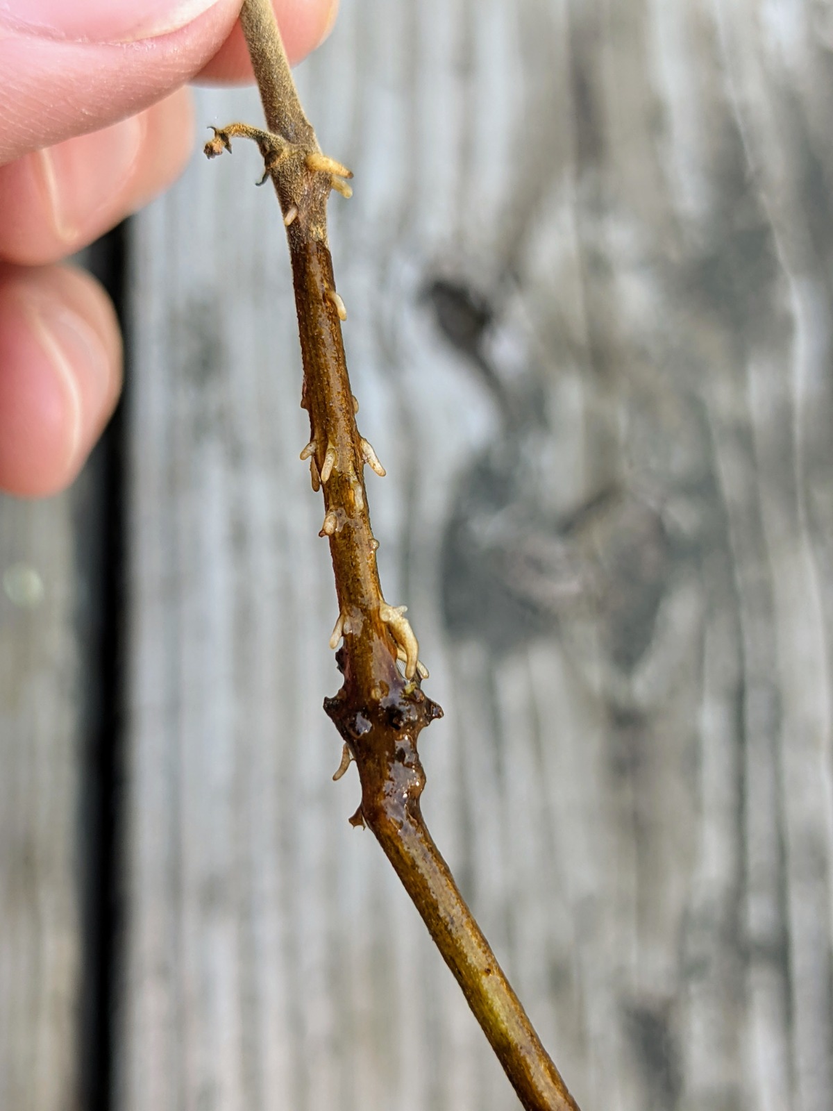 White roots forming on a fuchsia cutting - rooting fuchsia in water