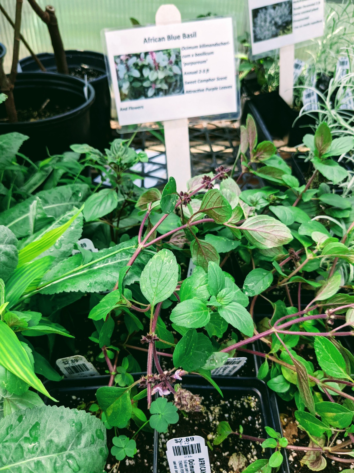 Basil starts for sale at Glick's Greenhouse