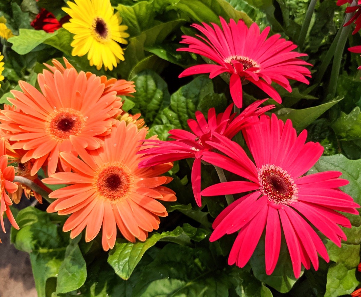 Pink, orange, and yellow Gerbera daisies