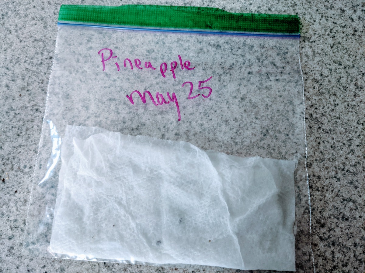 Germinating Pineapple Seeds in a bag