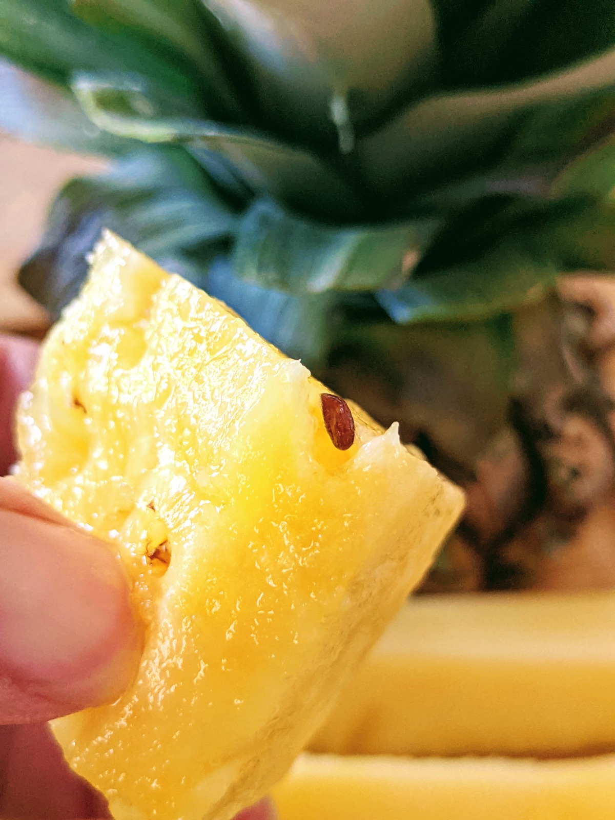 Growing Pineapple from Seeds - Collecting & Planting Pineapple Seeds