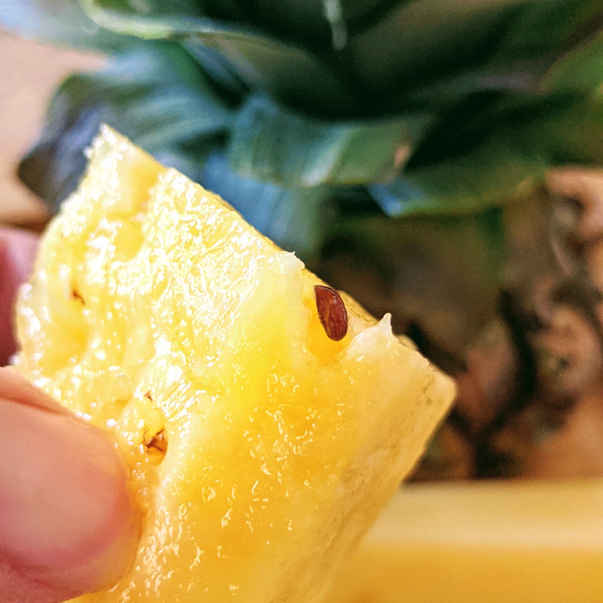 Growing Pineapple From Seeds Collecting Planting Pineapple Seeds 