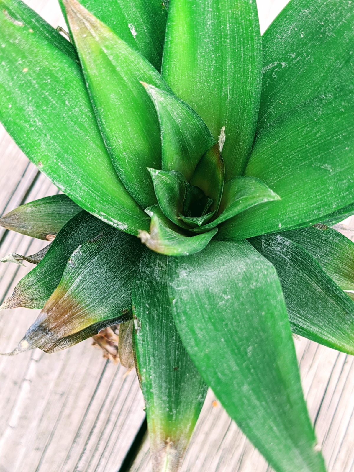 Healthy Pineapple Top for Planting