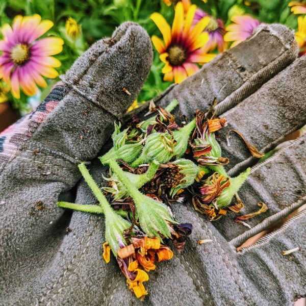 Osteospermum deadheads - Spent African Daisy heads in garden glove hand