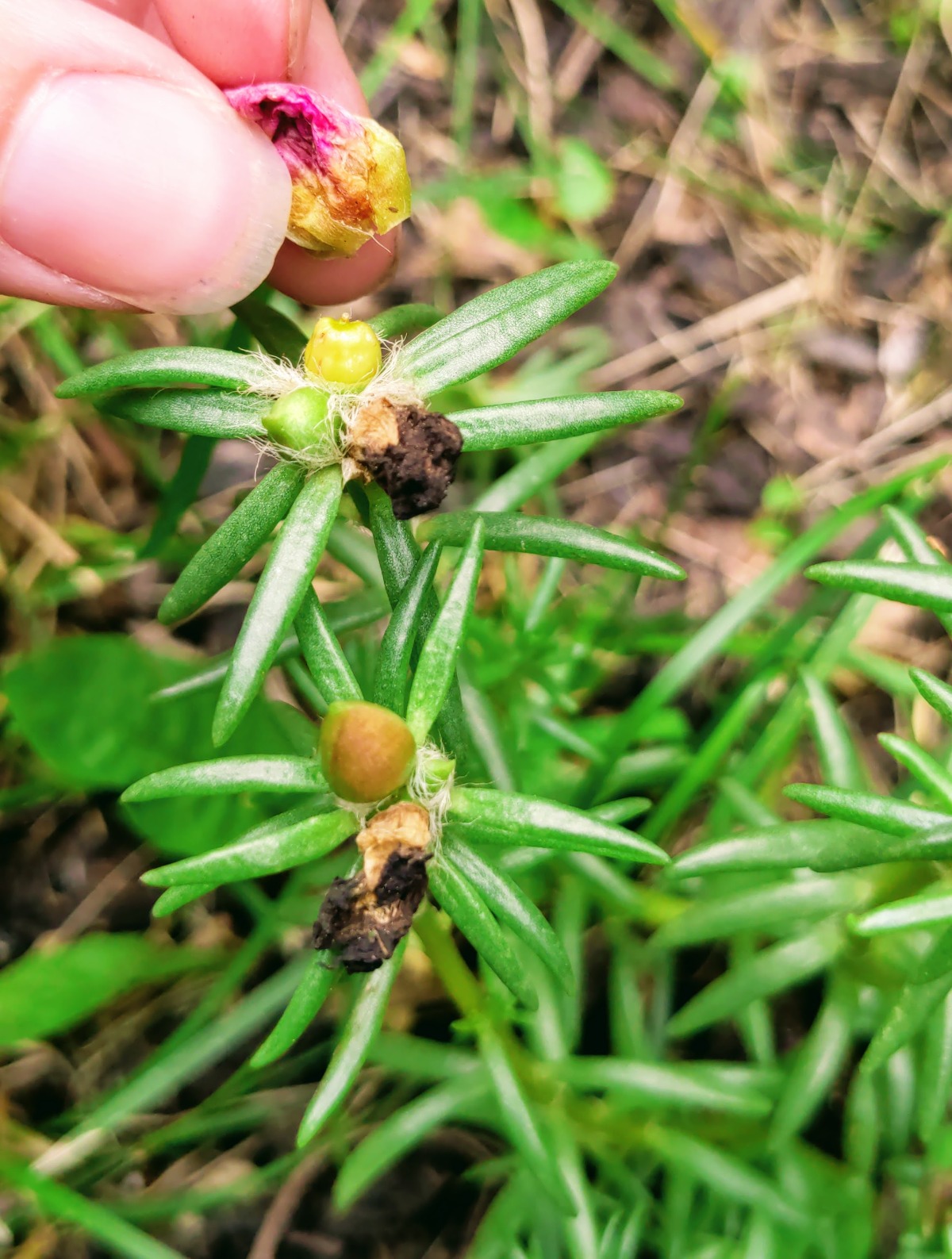 Thumb and finger showing how to deadhead portulaca plants