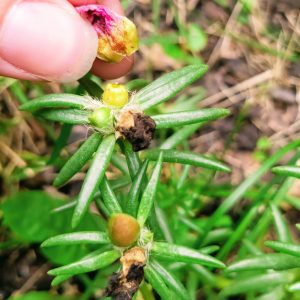 How to Deadhead Portulaca: Should You Deadhead Portulaca Flowers?