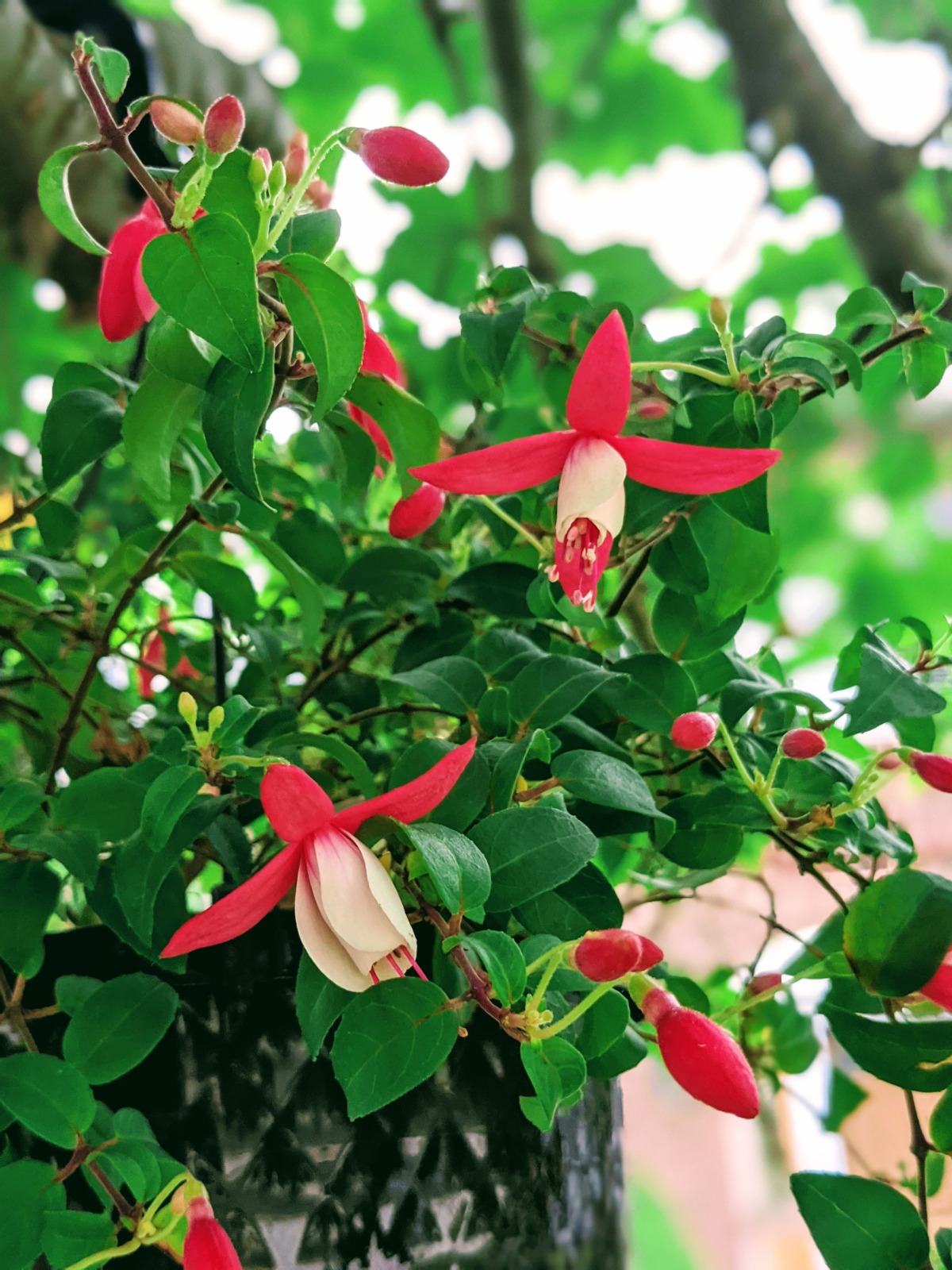 Red and White Fuchsia Plant for propagating fuchsia cuttings