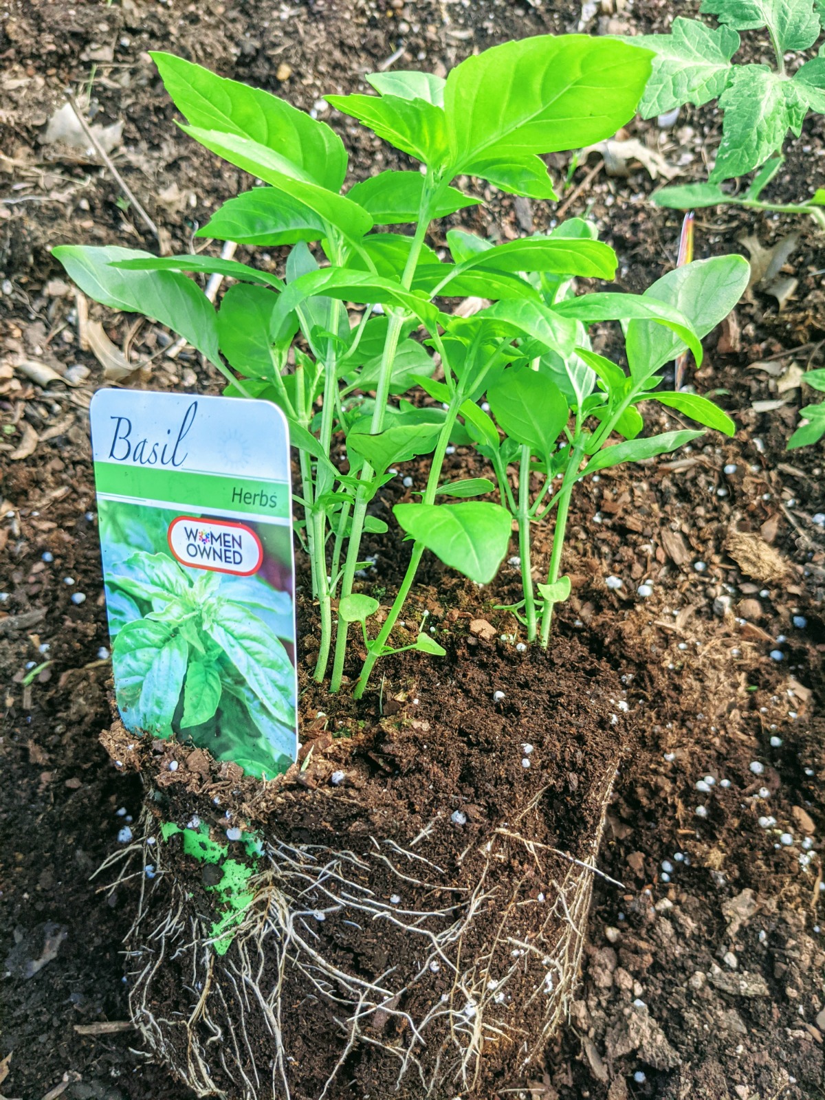 Basil nursery starts with plant tag and roots showing