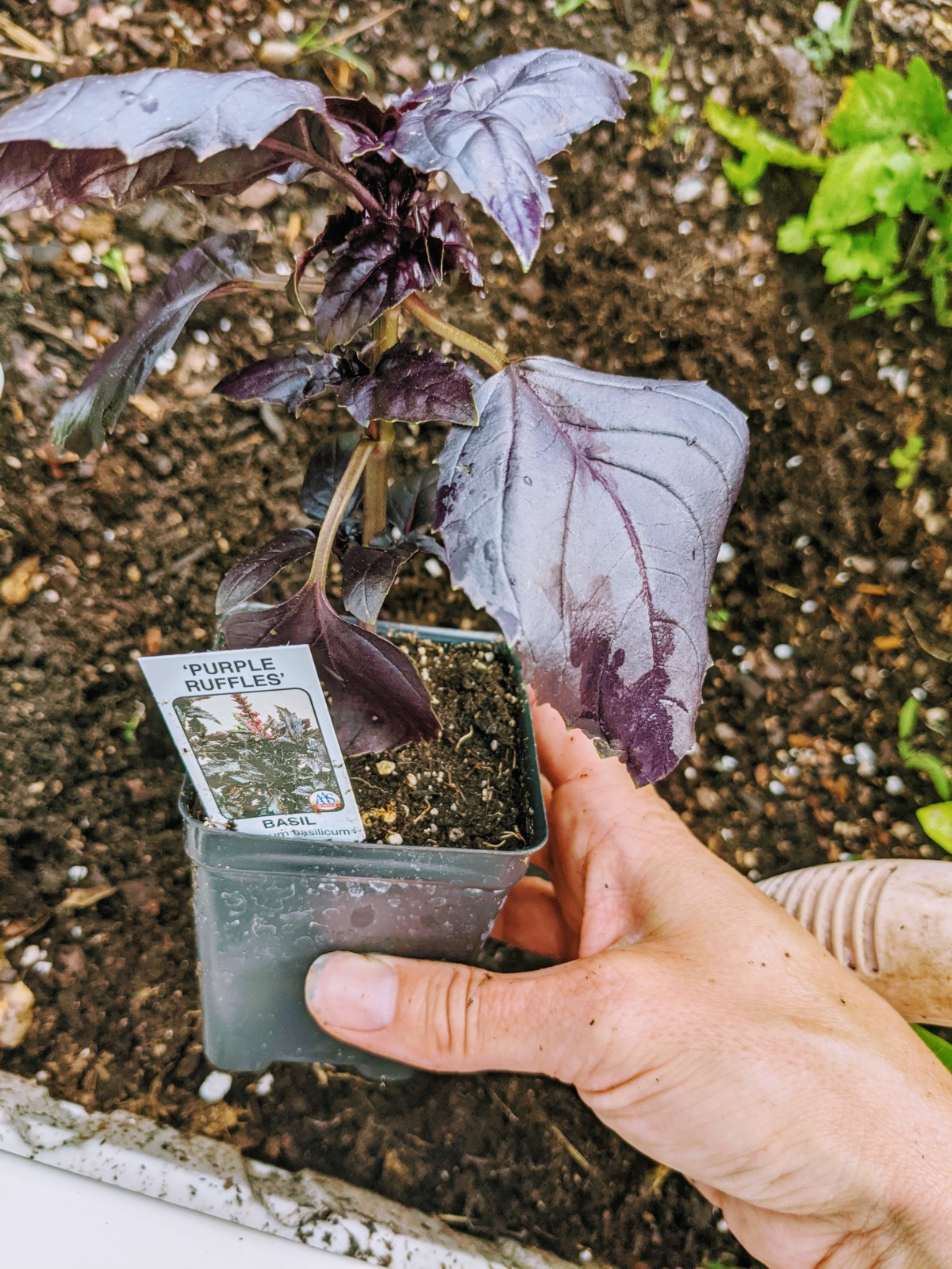 Learn how to transplant basil into the garden
