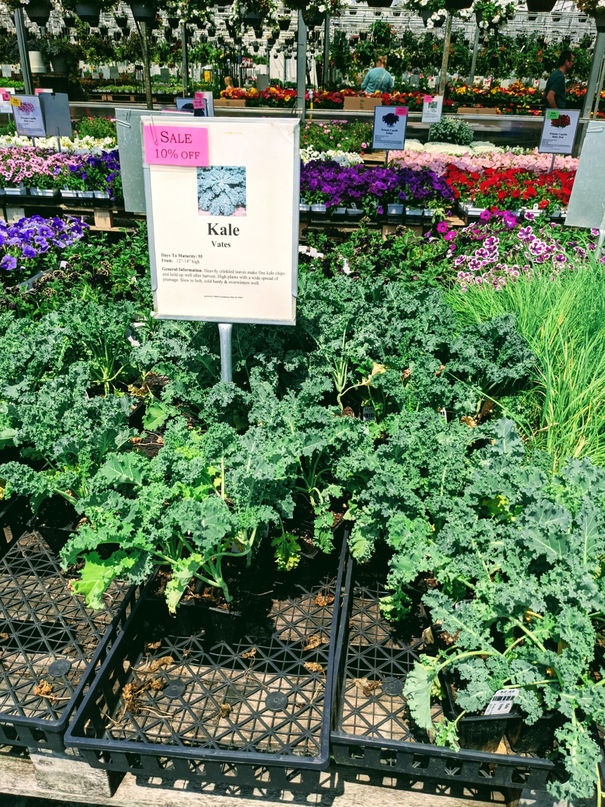 Kale Nursery Starts