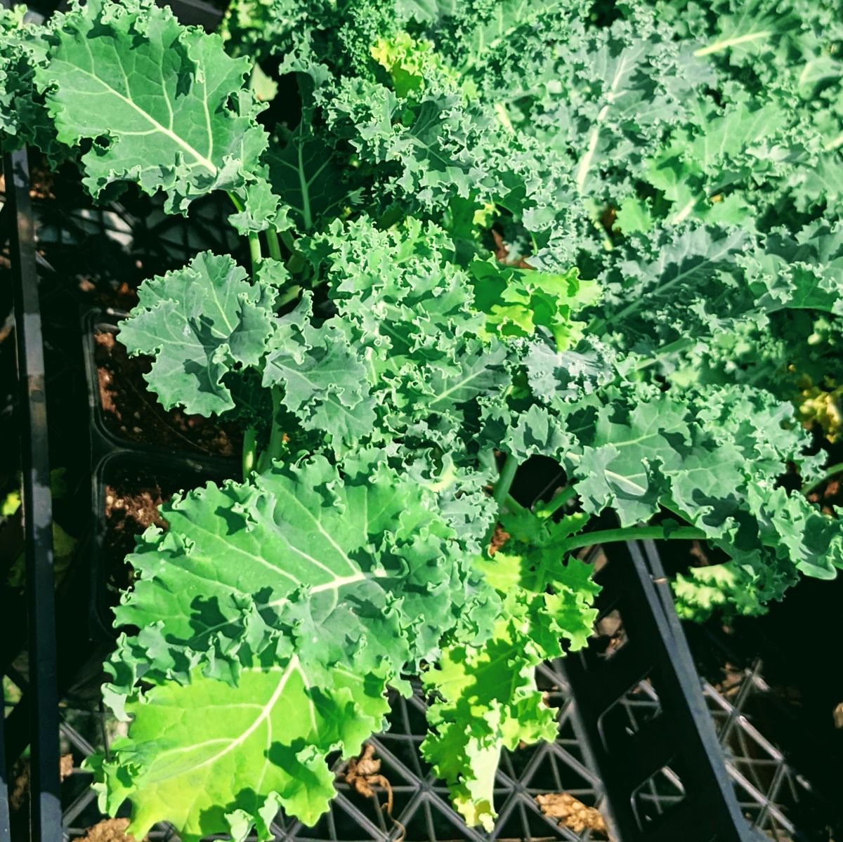 Green Kale Plant for Sale at a Garden Center