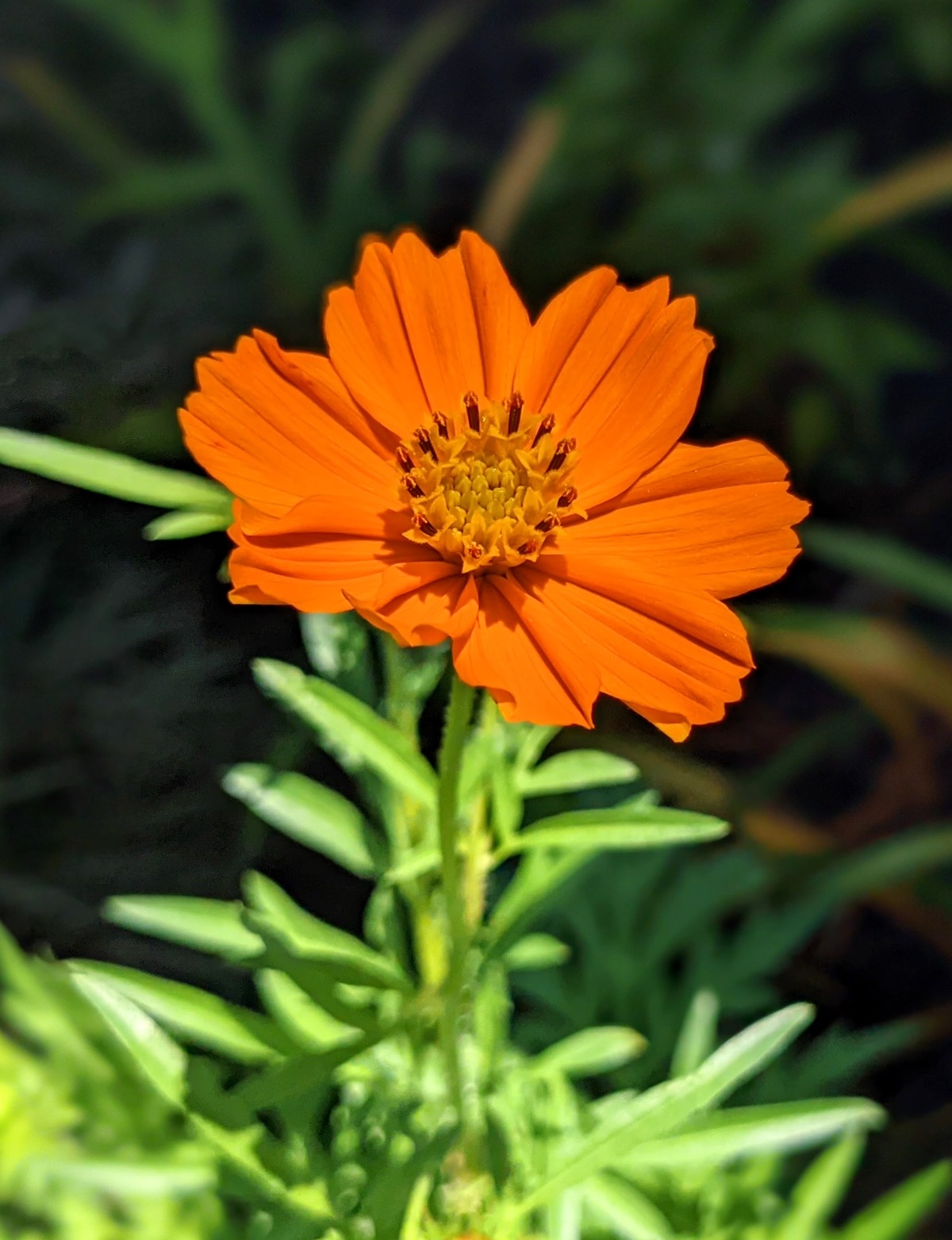 Pretty orange cosmo annual flower in our 2021 garden