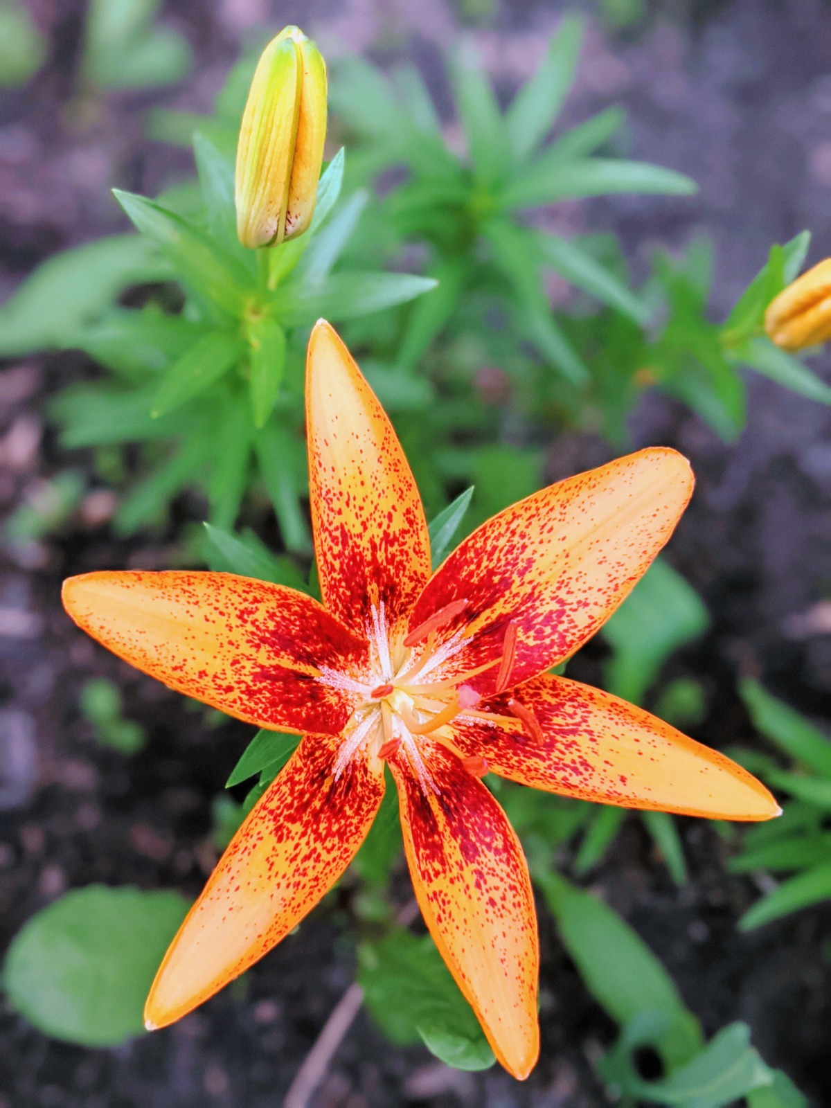 Orange Lilies with Red Centers