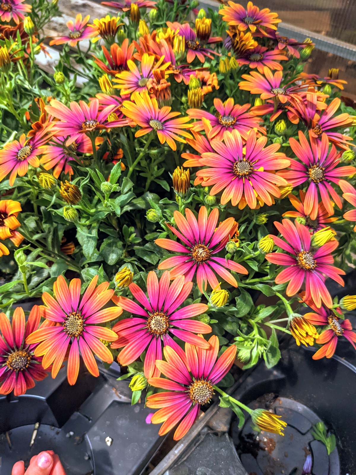 Stunning Osteospermum - Pink/Orange African Daisies at a nursery center